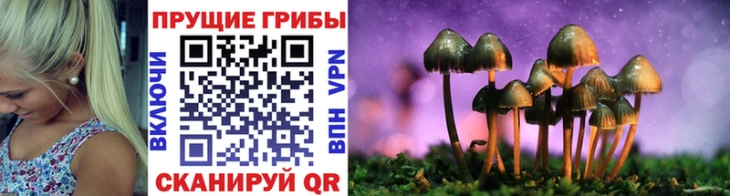 Псилоцибиновые грибы Psilocybe  гидра ТОР  Зеленоградск 